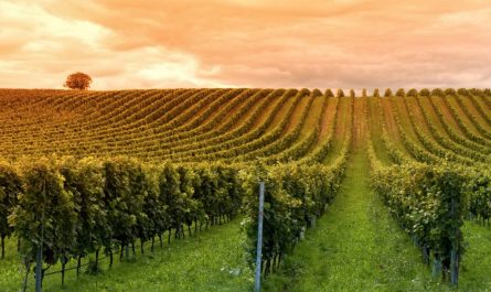 acheter un domaine viticole en Provence