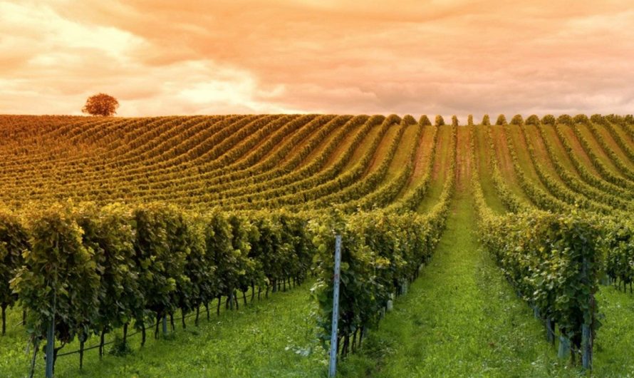 Pourquoi acheter un domaine viticole en Provence?