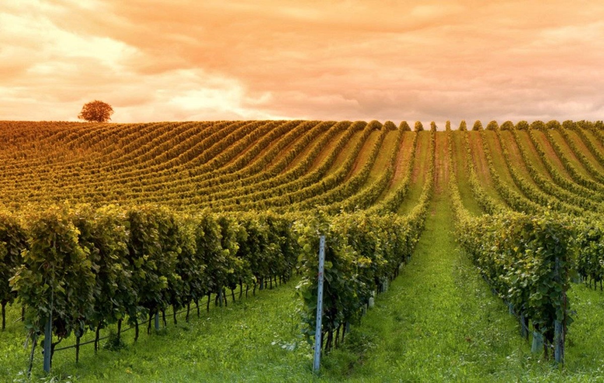 acheter un domaine viticole en Provence